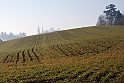S. Damiano d'Asti - Primi germogli_016
